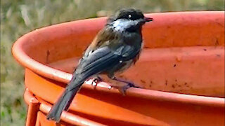 IECV NV #163 - 👀 House Sparrows And The Chickadee At The Bird Bath 8-21-2015