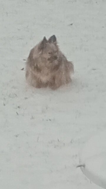 snow dog