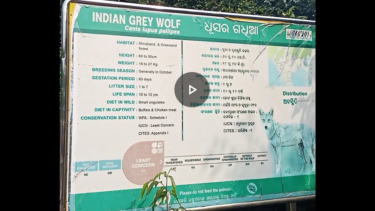 Indian Grey Wolf