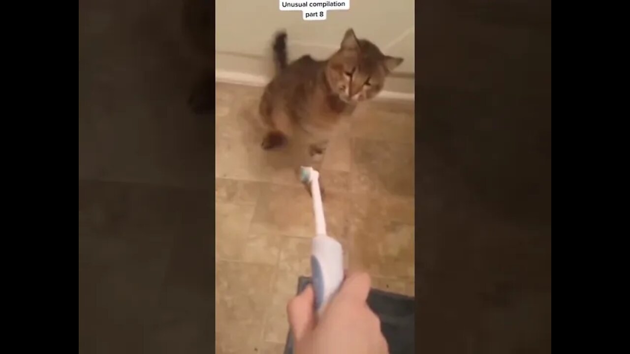 unusual cat compilation | try not to laugh | funniest cats funny cats life #shorts