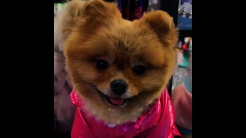 Funny 🤣 Pomeranian | #Shorts #animal #Pet