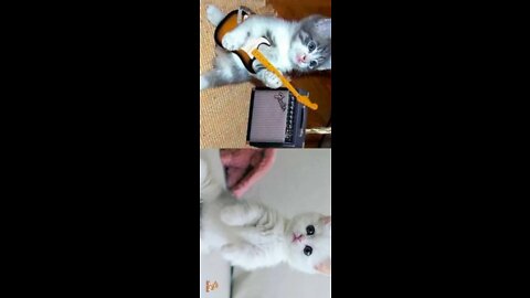 Rumble /Best funny animal video. Cat video