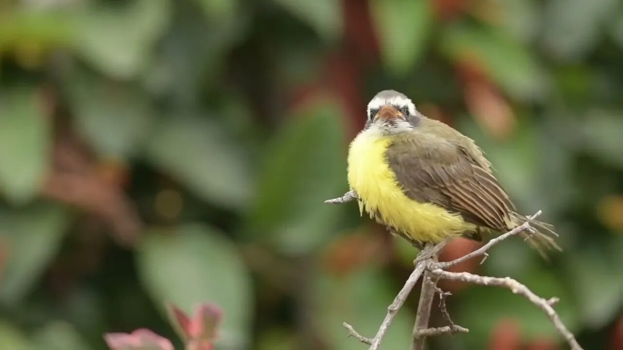 Beautiful Colour Birds 4K Videos.