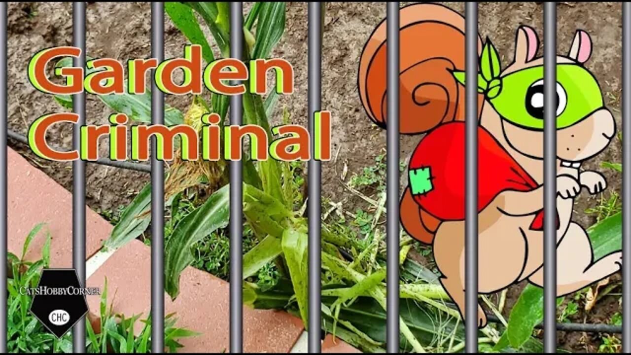 Garden Thief Strikes Again! - 8Jul2022