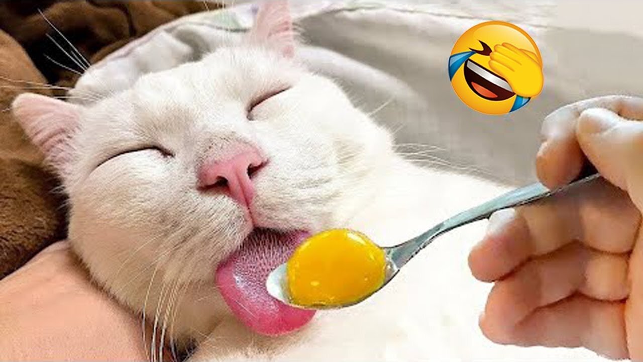 😂Animals carsh 🤣 funny cats dogs and animals video.😅