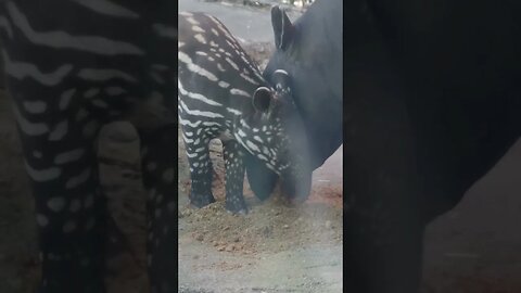 When baby tapirs are born...
