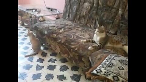 Cats on the sofa