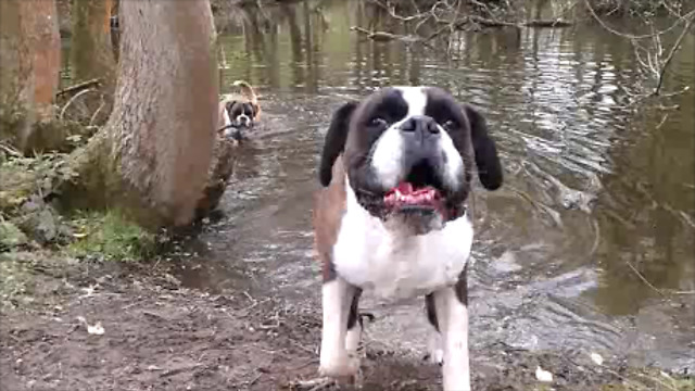 Boxer dog head shake - THIS is why we have towels in every room of the house