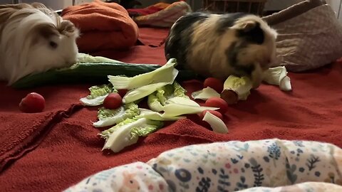 Guinea pigs enjoying a quiet morning