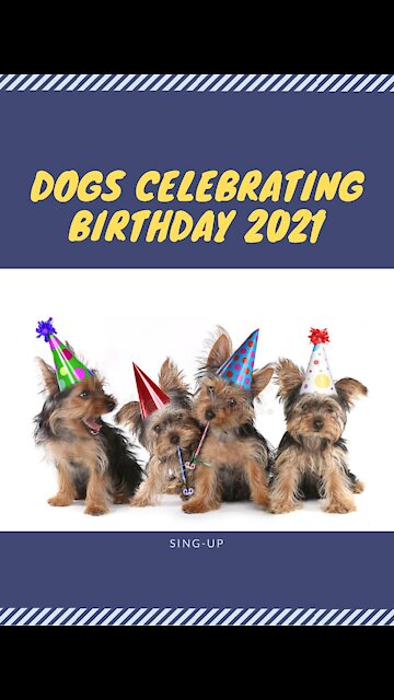 Dogs Celebrating Birthday 2021