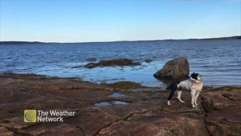 Breezy spring day by the water with trusty dog companion