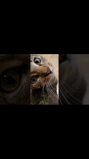 CLEVER LITTLE BABY CAT GETS HER POINT ACROSS...#cat #funnyanimals #cats #shorts #subscribe #kitten