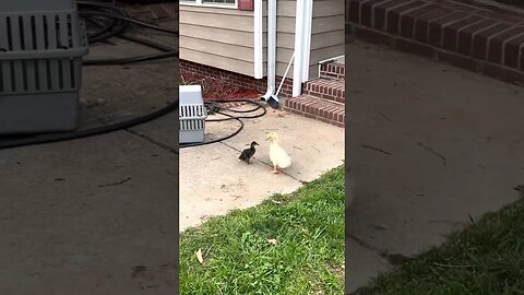 The baby ducks are growing, and are enjoying running around the yard and playing in their water bowl