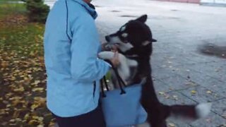 Ce chien attend sa maîtresse à l'arrêt de bus, sa réaction est adorable!