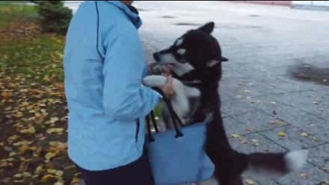 Ce chien attend sa maîtresse à l'arrêt de bus, sa réaction est adorable!