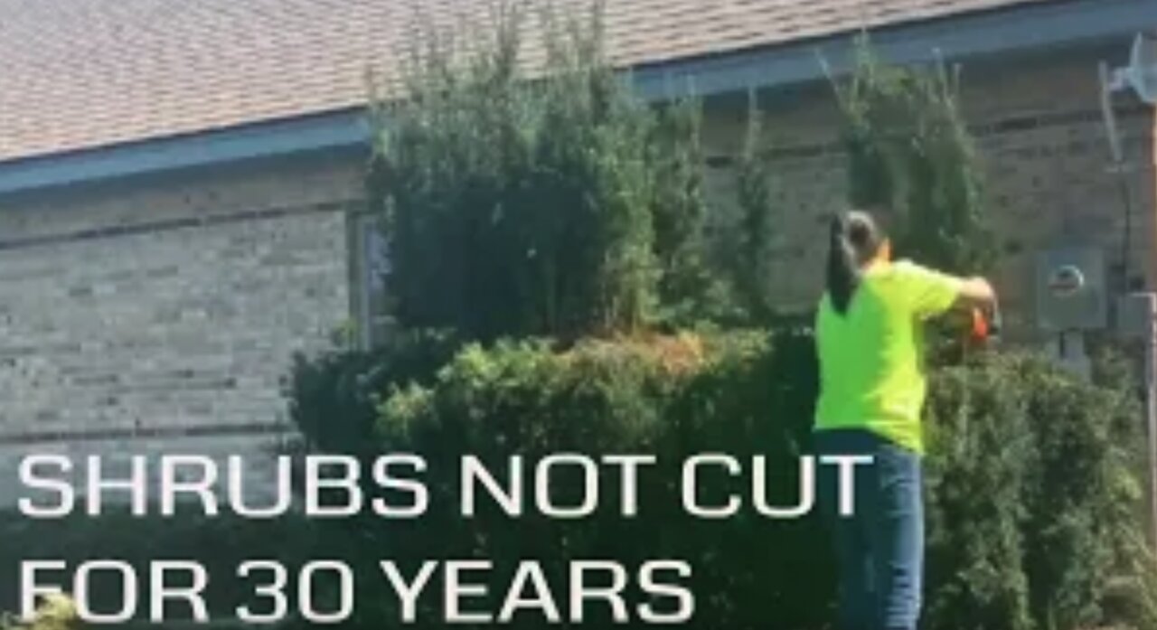 Shrubs not cut for 30 years!