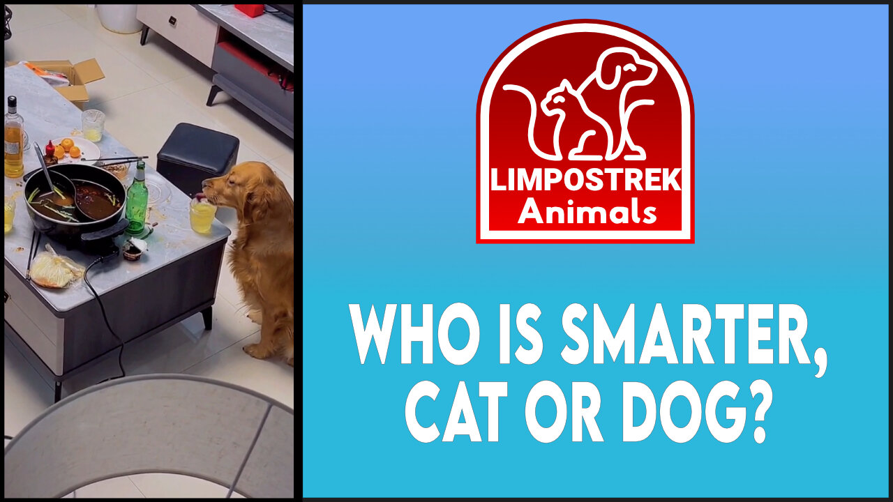 Who is smarter, cat or dog?