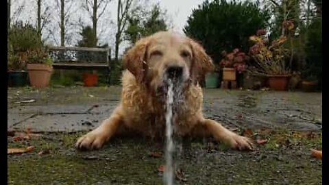 Episk kamp mellem en hund og en vandpistol