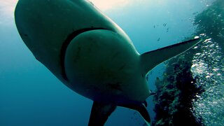 Hungry sharks come close enough to divers for a belly rub