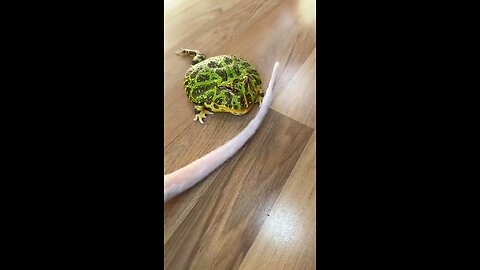 the_dog_asked_the_frog_Took_the_bite_🤣🤣🤣🤣