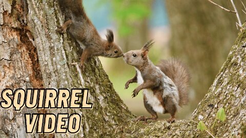 Squirrel Barking Loud Sound Video By Kingdom Of Awais