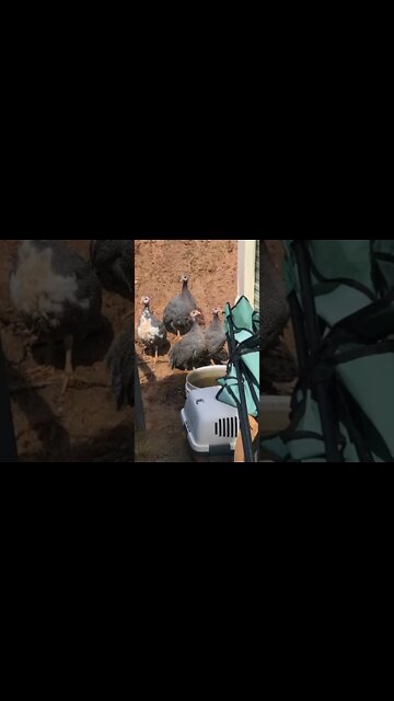 Guinea fowl keets 11 weeks old, as cute as hell