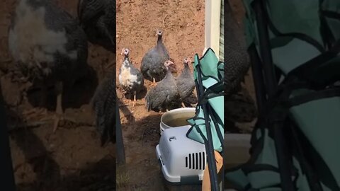 Guinea fowl keets 11 weeks old, as cute as hell