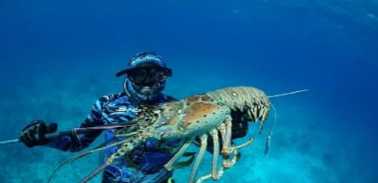 Amazing Catch Giant Lobsters Underwater 😱