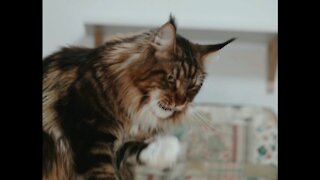 Cat training session in catching treats with his paws