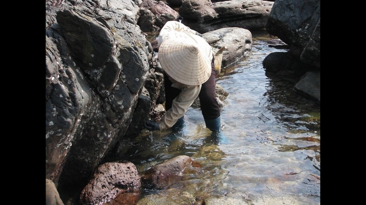 Try To Experience 1 Day On The Island To Catch The Snail And Find Birds