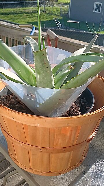 ALOE PLANT HACK