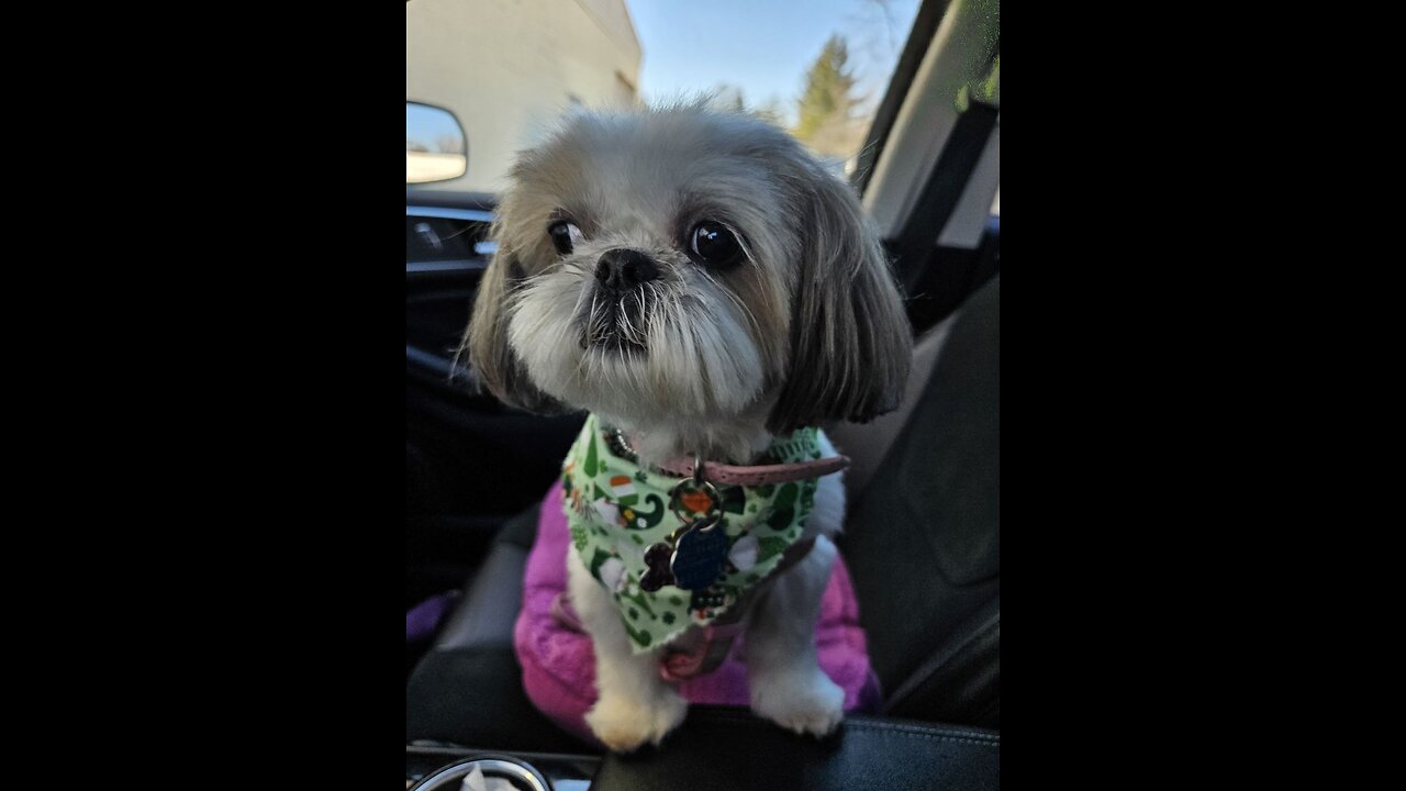 Rosie Goes To The Groomers (Featuring Rosie The Shihtzu)