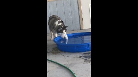 Husky dips toe in water... thinks it’s too cold