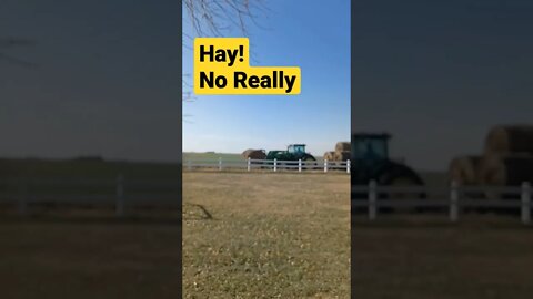 Hay!