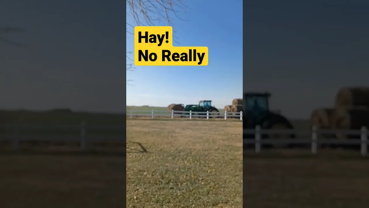 Hay!