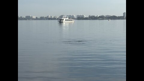 Dolphins in the Bay