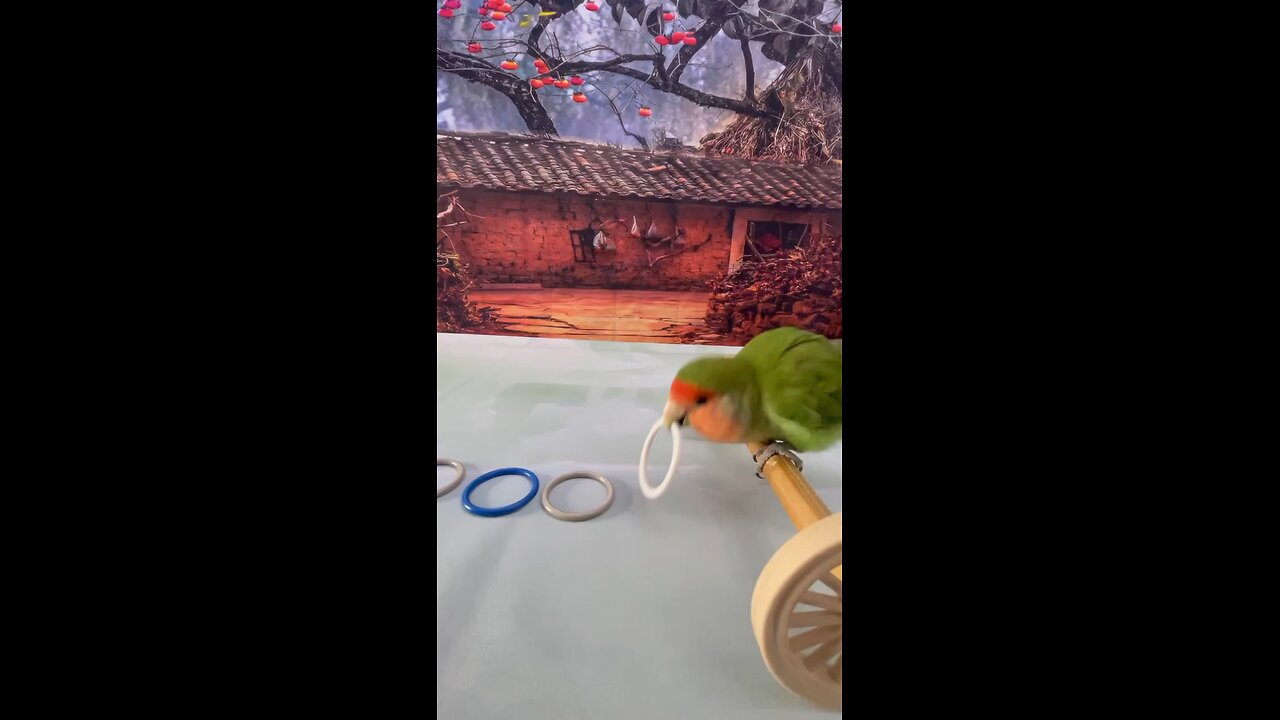 talented parrot