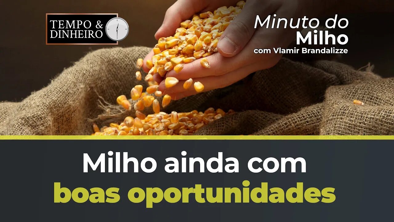 Milho ainda com boas oportunidades nos portos
