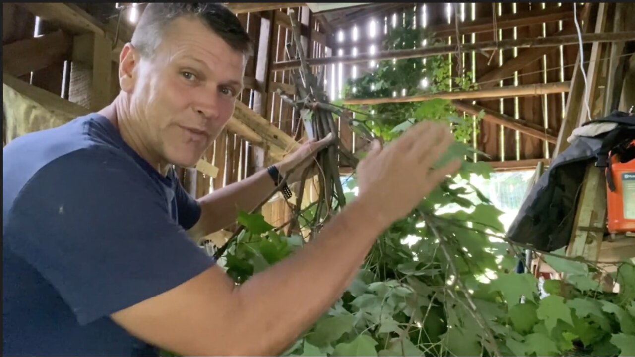 Tree Hay, An Ancient Practice To Feed Your Livestock For Free