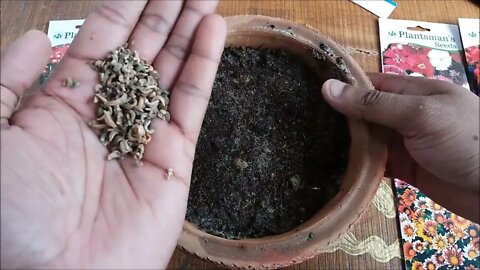 How To Grow Flower Seeds Fast (With Update)