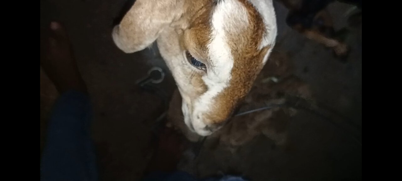 🥰 My Cute Goat Cutting my Headphones wire