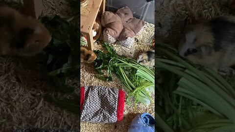 Monday afternoon greeting from my Guinea pigs