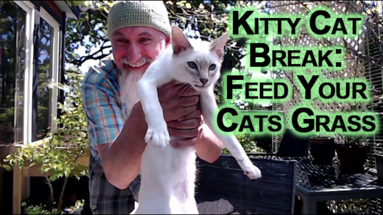 Kitty Cat Break, Sal and Veeya in the Patio: Feed Your Cats Grass [ASMR Advice]