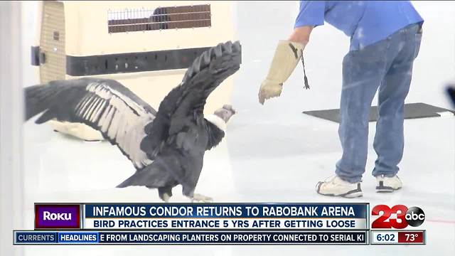 5 years after getting loose, famous condor comes back to Condorstown