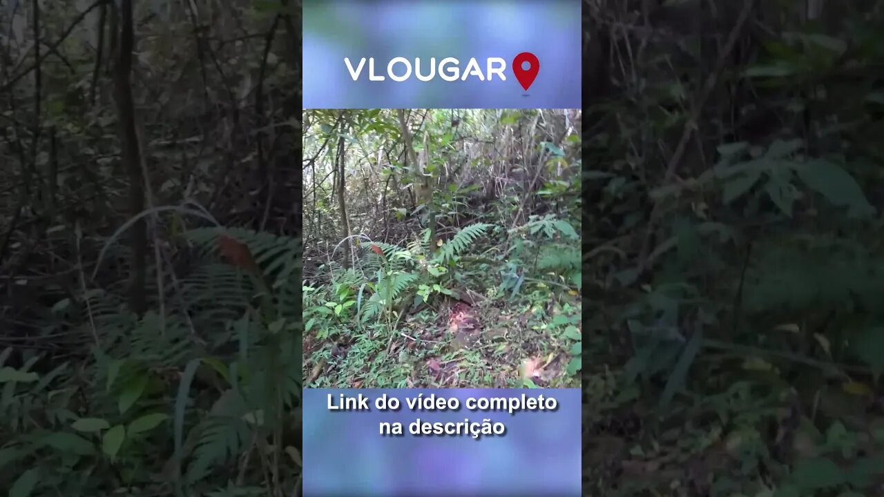 Olha o que achei nas ruínas da senzala da Fazenda São Bernardino - Vila de Iguassu 1862 #shorts