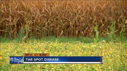 Rare disease impacts crops in Janesville