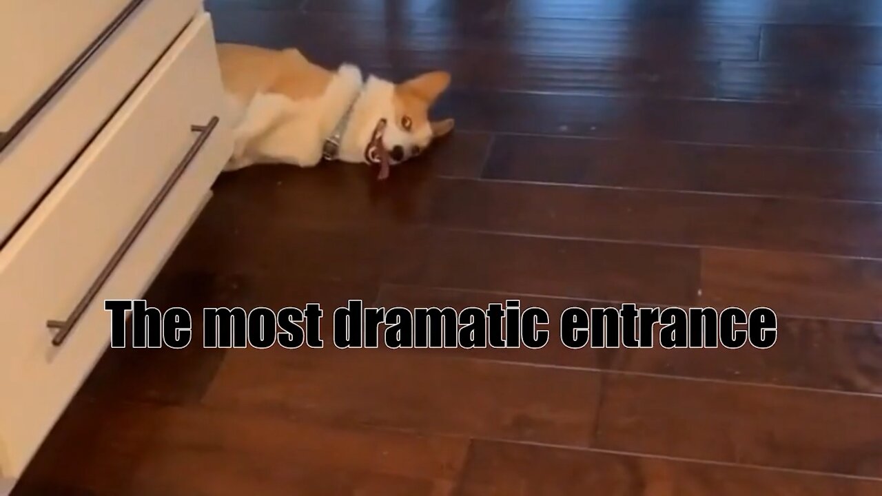 Funny Dog making his entrance