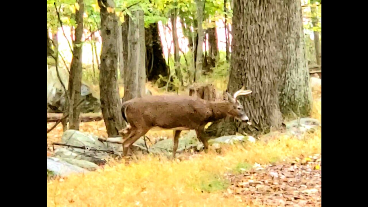 The Marion Shrine Deer