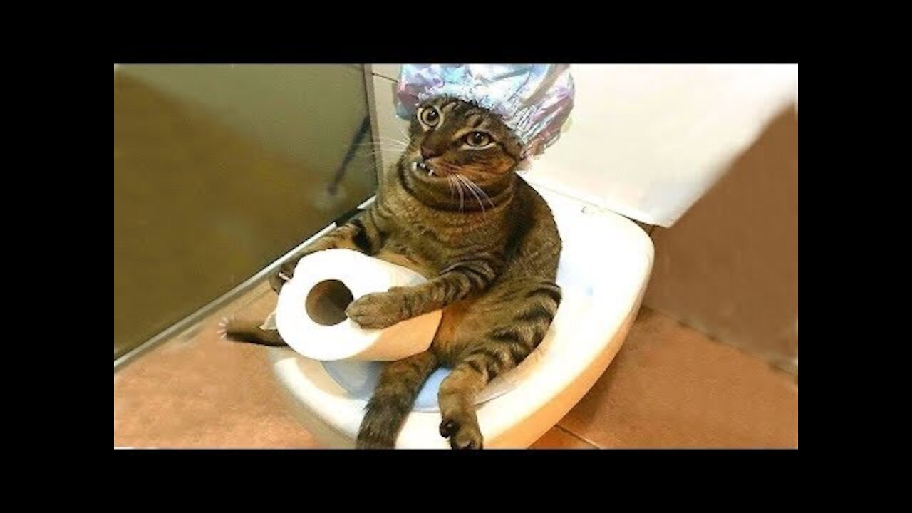 Aww So Cute Cats Best Funny Cat Videos 2022.