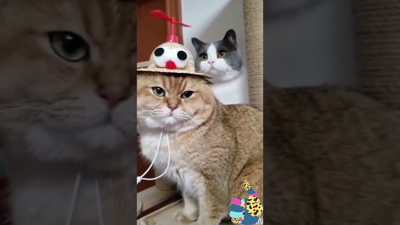 Cute Funny Pets 2021